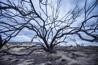 Branches of barren tree in landscape
