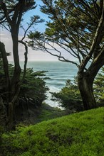 Trees on hill near ocean