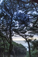 Trees on hill near ocean