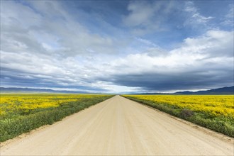 Dirt road between fields of yellow flowers under cloud