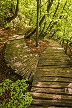 Wooden pathways in forest