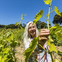 Caucasian woman examining vines