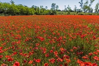 Field of red flowers
