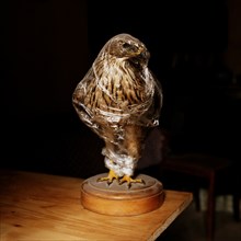 Statue of hawk wrapped in plastic