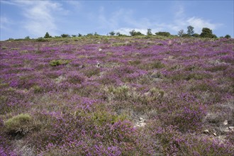 Low angle view of flowers growing on rural hillside
