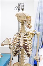 Anatomical skeleton looking away