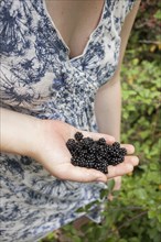 Close up of hand holding fresh blackberries