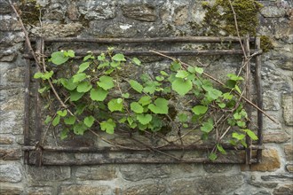 Ivy growing from hole in stone wall