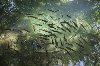 High angle view of fish swimming in pond