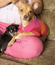 Dogs sitting on woman's lap