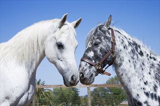 Horses rubbing noses on ranch