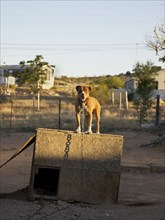 Chained pitbull on top of doghouse in dirt lot