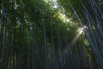 Low angle view of sunshine through bamboo trees
