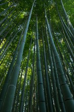 Low angle view of trees in bamboo forest