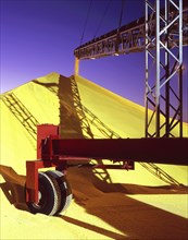 Conveyor belt pouring grain into pile at granary