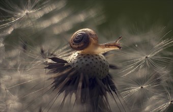 Snail on dandelion seeds