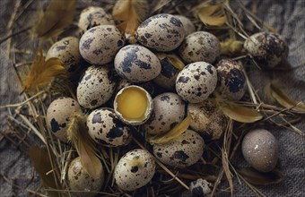 Cracked egg in nest
