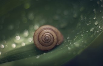 Snail on wet leaf