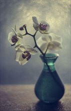 Orchid flowers in vase
