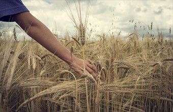 Arm of Caucasian boy in field of wheat