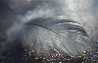 Close up of delicate feather