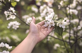 Hand of Caucasian woman holding flowers on branch