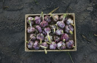 Close up of garlic in basket