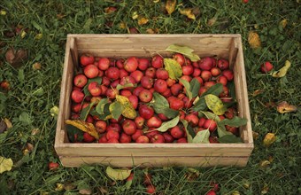 Apples in wooden crate