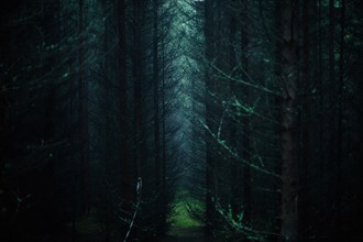 Sunlight through trees in dark forest