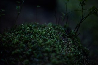 Close up of moss growing in dark forest