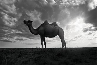 Profile of camel standing in field