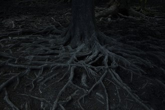 Gnarled roots of tree at night