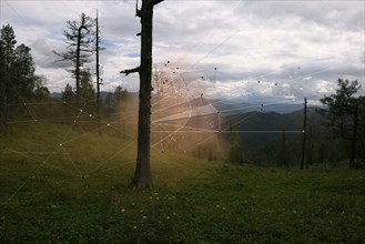 Interconnected laser beams between trees