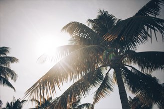 Sunbeams on palm tree