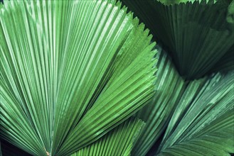 Large green leaves