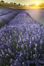 Close up of lavender crops in field