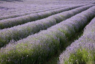 Rows of lavender crops in field