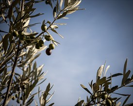 Close up of olive growing on tree