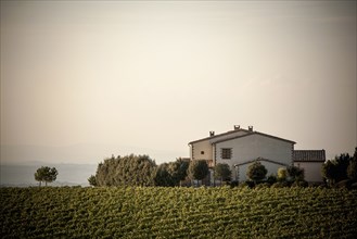 Vineyard and house in rural landscape