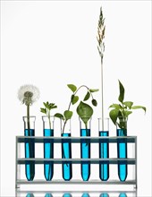 Green plants growing in blue liquids in test tubes