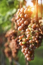 Close up of grapes in vineyard