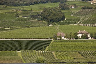 Aerial view of wine country