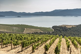 Scenic view of vineyard near ocean