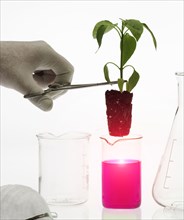 Caucasian scientist placing plant in pink liquid