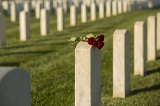 Roses on cemetery gravestone