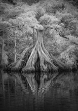Expansive tree roots in river