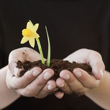 Woman cupping soil and daffodil bloom