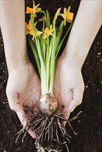 Woman holding daffodil by roots