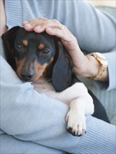 Close up of woman holding dachshund
