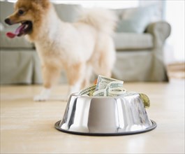 Dog dish full of money
